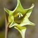 Gladiolus tristis - Photo (c) Adriaan Grobler, algunos derechos reservados (CC BY-NC)