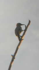 Melanerpes aurifrons