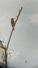 Melanerpes aurifrons