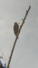 Melanerpes aurifrons