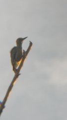 Melanerpes aurifrons