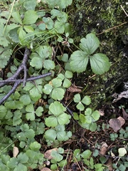 Waldsteinia ternata