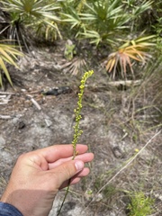 Solidago chrysopsis