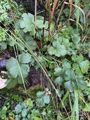 Waldsteinia ternata