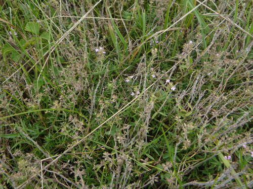 Thymus kosteleckyanus, photograph 3