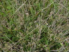Thymus kosteleckyanus