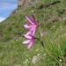 Hesperantha grandiflora - Photo (c) Nick Helme, μερικά δικαιώματα διατηρούνται (CC BY-SA), uploaded by Nick Helme