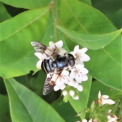 Eristalis saxorum