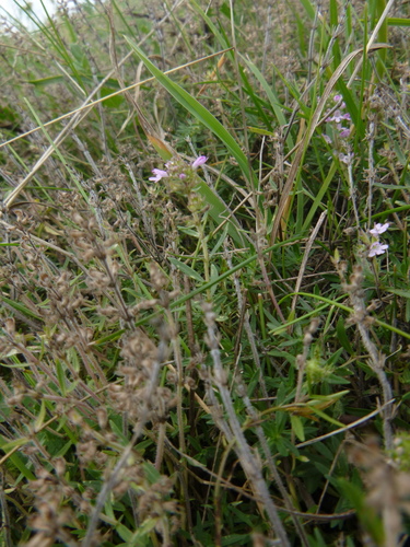 Thymus kosteleckyanus (Thymus kosteleckyanus)