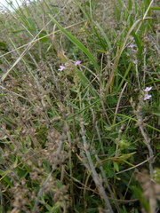 Thymus kosteleckyanus