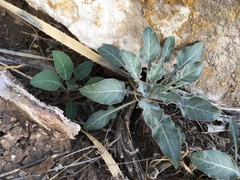 Oenothera brachycarpa