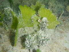 Udotea flabellum