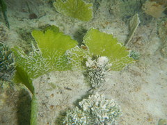 Udotea flabellum