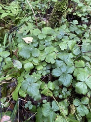 Waldsteinia ternata