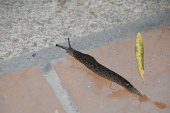 Limax conemenosi