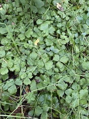 Waldsteinia ternata