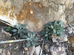Oenothera brachycarpa