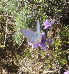 Eicochrysops messapus messapus