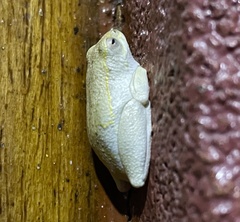 Hyperolius marginatus
