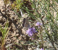 Eicochrysops messapus messapus