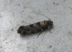 Parochmastis hilderi