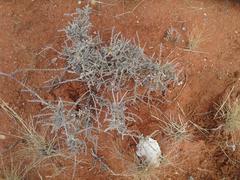 Caroxylon rabieanum