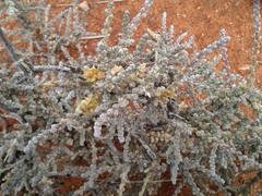 Caroxylon rabieanum