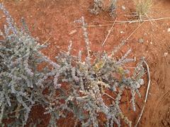 Caroxylon rabieanum