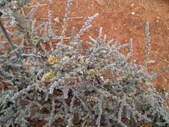 Caroxylon rabieanum