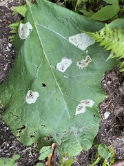 Calycomyza flavinotum