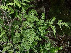 Pteris macilenta