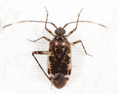 Eustictus necopinus