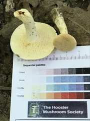 Hydnum subtilior