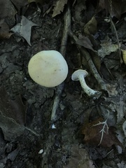 Hydnum subtilior