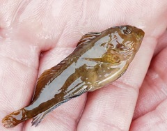 Hypleurochilus geminatus