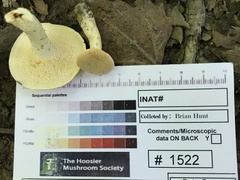 Hydnum subtilior
