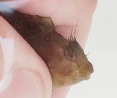 Hypleurochilus geminatus