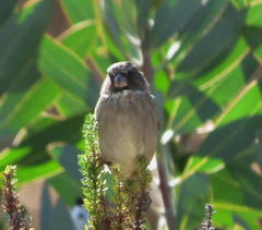 Crithagra leucoptera