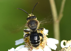 Macropis
