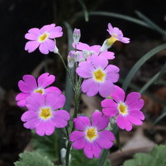 Primula malacoides