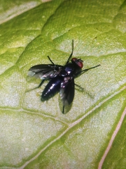 Oestroidea