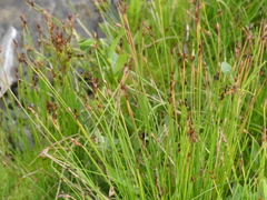 Juncus drummondii