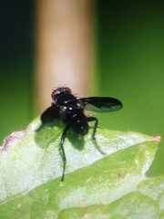 Oestroidea