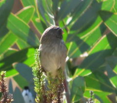 Crithagra leucoptera