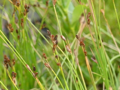 Juncus drummondii