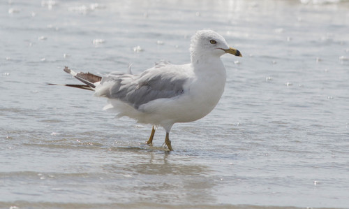 Ring-billed Gull photographed in South Carolina