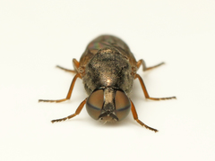 Scenopinus fenestralis