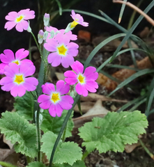 Primula malacoides