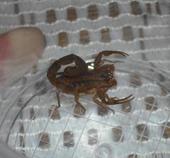 Centruroides limpidus