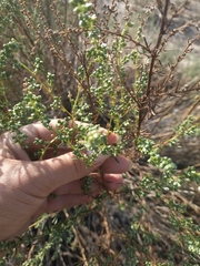 Artemisia arenaria